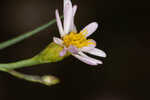 Perennial saltmarsh aster